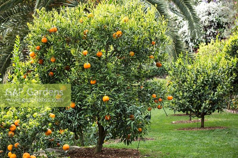 Citrus aurantium salicifolia - Willowleaf Sour Orange - dans un verger ou un bosquet