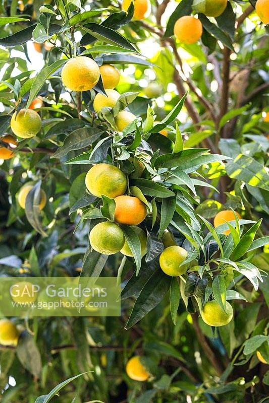 Citrus aurantium - Orange amère