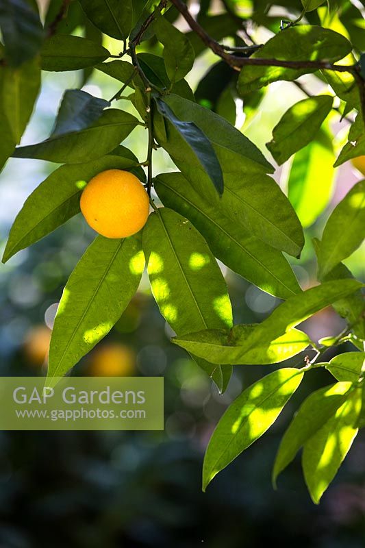 Citrus aurantium - Orange amère - fruit unique parmi le feuillage avec la lumière du soleil