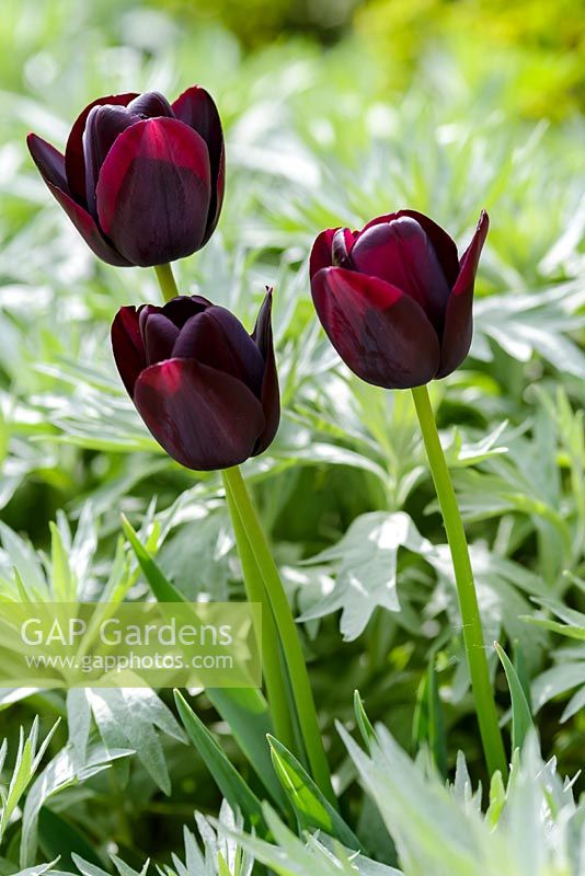 Tulipa - Tulip - 'Reine de la nuit' et Artemesia ludoviciana 'Valerie Finnis',