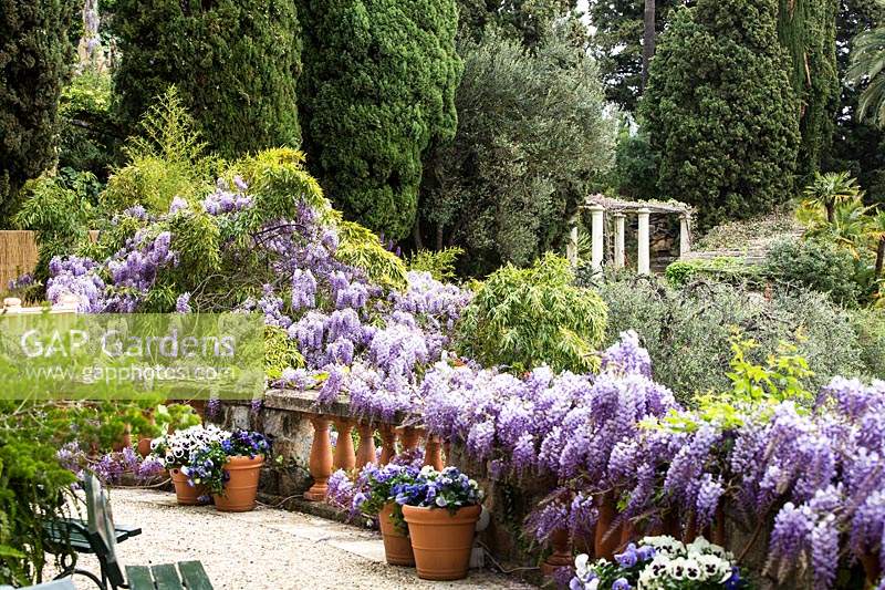 Jardin méditerranéen à fleurs Wisteria sinensis. Villa Pergola. Alassio, Italie.