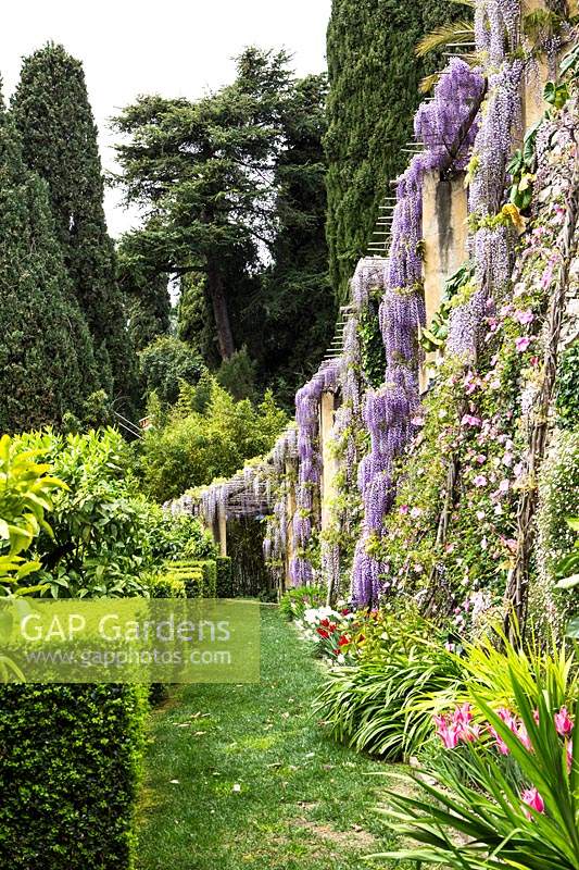 Wisteria floribunda poussant sur pergola dans le jardin méditerranéen. Villa Pergola. Alassio, Italie.