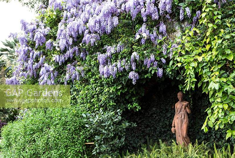 Statue dans le jardin à fleurs Wisteria sinensis 'Prolific '. Villa Pergola. Alassio, Italie.