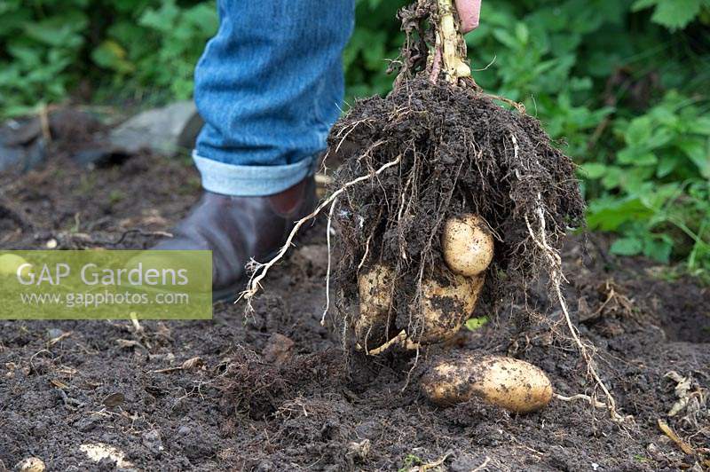 Solanum tuberosum - Jardinier arrachant des plants de pommes de terre récoltant les pommes de terre dans un potager