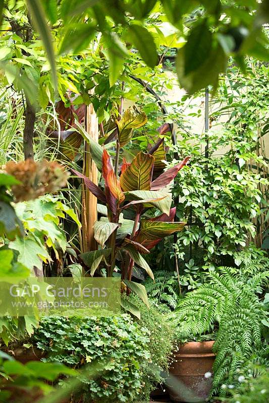 Canna indica 'Tropicana' ajoute de la couleur dans une plantation de style tropical vert