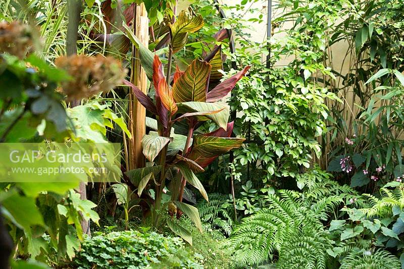 Canna indica 'Tropicana' ajoutant une couleur de feuillage dans une plantation de style tropical