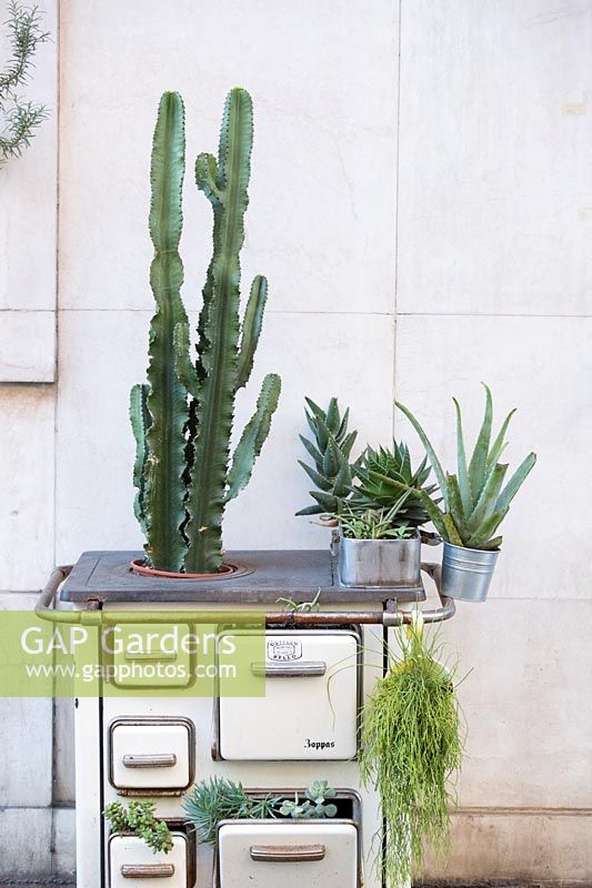 Plantes succulentes et cactus plantés et disposés dans une ancienne cuisine aménagée, exposée en terrasse jardin.