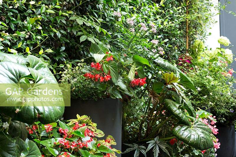 Farfugium japonicum et Begonia 'Gryphon' en pots sur la terrasse