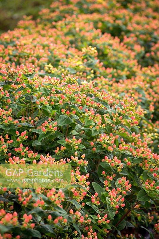 Hypericum Magical Beauty syn. 'Kolmbeau '. Millepertuis.