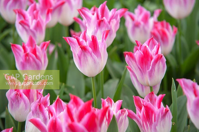 Tulipa 'Rêve chuchotant'