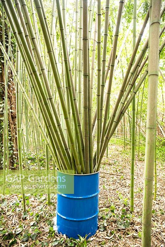Cannes de bambou immergées dans un réservoir de solution anti-vers à l'extérieur dans une clairière commerciale de bambou