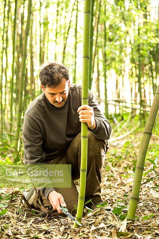 À l'aide d'une scie d'élagage pour récolter des tiges de bambou dans une clairière commerciale de bambou, ici Phyllostachys viridiglaucescens - Bambou vert glauque