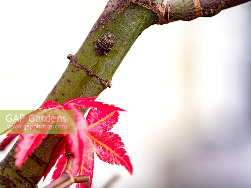 Cochenille farineuse sur Acer palmatum