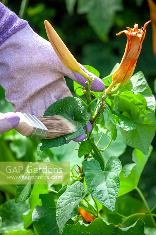 Utiliser un pinceau et des gants pour appliquer un désherbant sur les feuilles de liserons qui traversent Hemerocallis - Day Lily - dans un parterre de fleurs à l'aide d'un pinceau