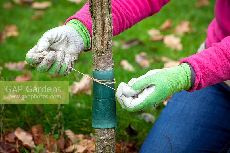 Mettre une bande de graisse horticole autour du tronc d'un cerisier pour réduire le nombre de chenilles de la teigne de l'hiver.