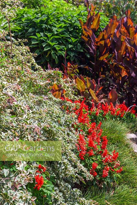Un jardin coloré de style tropical avec un Bougainvilliers et Salvia panaché, 'Bonfire' avec un parterre de fleurs Mondo Grass.