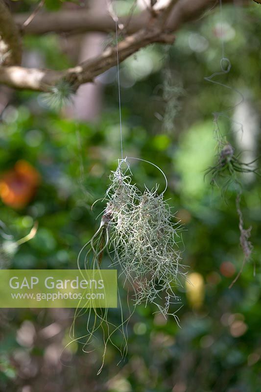 Tillandsia useneoides - mousse espagnole ou barbe du vieil homme - airplant suspendu à la branche d'un arbre avec du fil