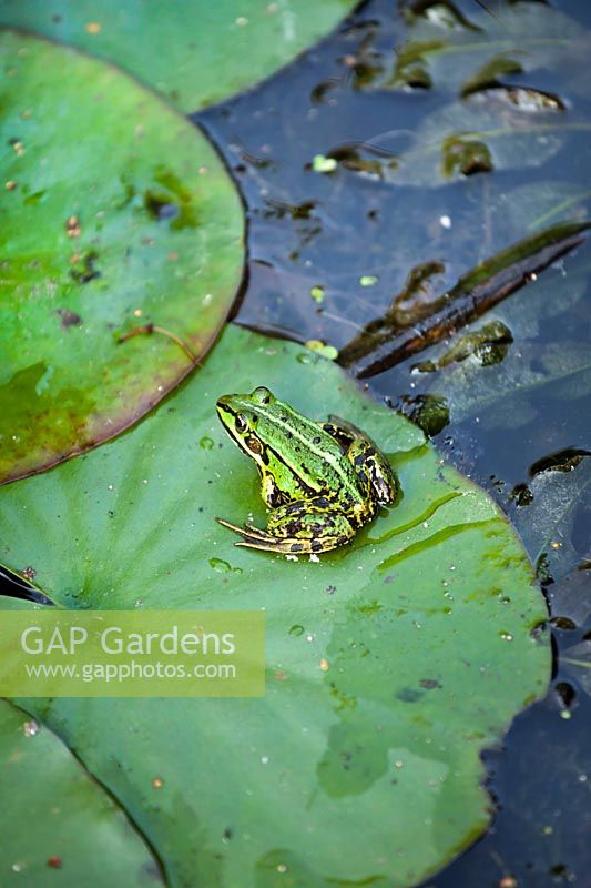 Rana temporaria - grenouille rousse assis sur Lilly pad