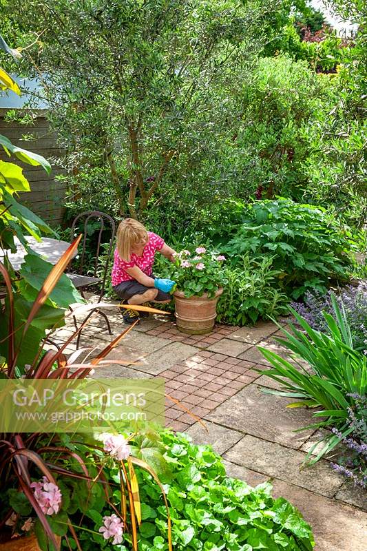 Placer un pot en terre cuite de Pelargonium sur un patio