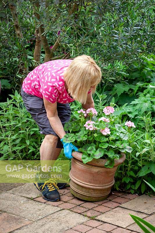 Placer un pot en terre cuite de Pelargonium sur un patio