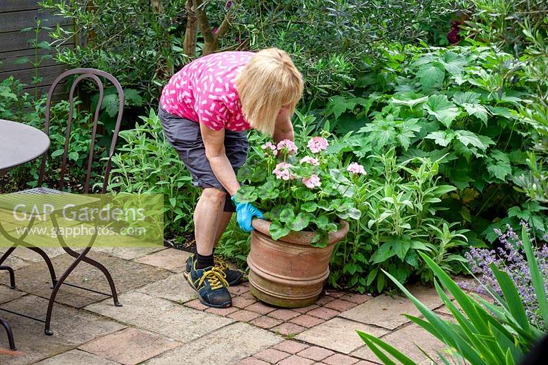 Placer un pot de géraniums en terre cuite sur une terrasse pour l'été