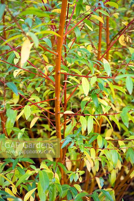 Salix alba var. vitellina 'Yelverton' - Saule doré