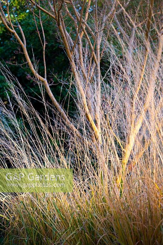 Acer rufinerve 'Erythrocladum' - Érable à écorce de serpent gris - sous-planté de Molinia caerulea subsp. caerulea 'Heidebraut' - Marmotte pourpre