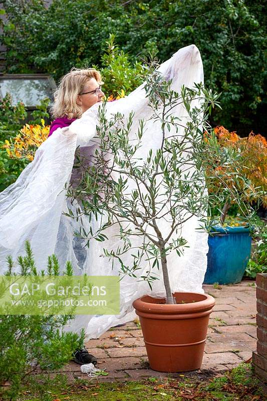 Couvrant un olivier cultivé en pot tendre - Olea europaea - avec molleton horticulural pour la protection hivernale