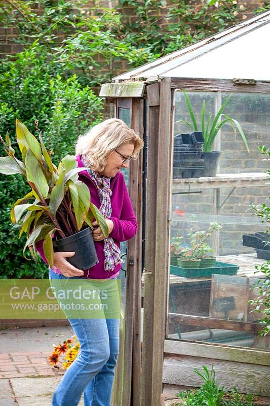 Apporter une plante en pot tendre - canna - dans la serre pour hiverner