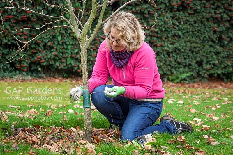Mettre une bande de graisse horticole autour du tronc d'un cerisier pour réduire le nombre de chenilles de la teigne de l'hiver