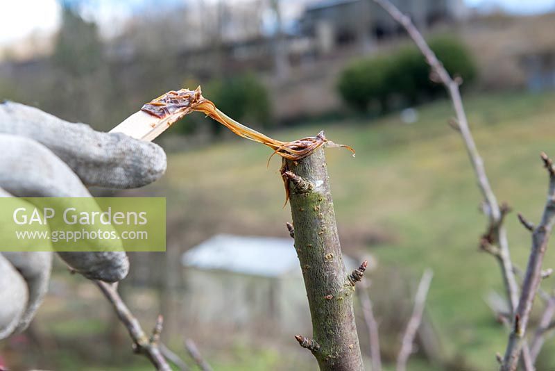 Application de scellant pour plaies sur la surface endommagée ou coupée de Prunus - Cerisier - arbre, pour prévenir l'infection