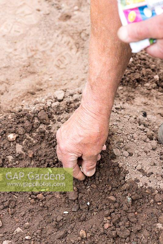Phaseolus vulgaris - Haricot - semence semée directement dans le sol en bandes