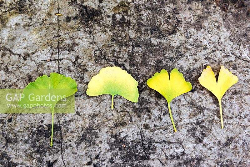 Ginkgo biloba - Maidenhair Tree - une ligne de feuilles individuelles montrant différentes couleurs et formes