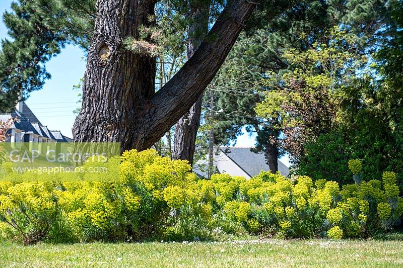 Euphorbia characias fleurissant en masse par arbre