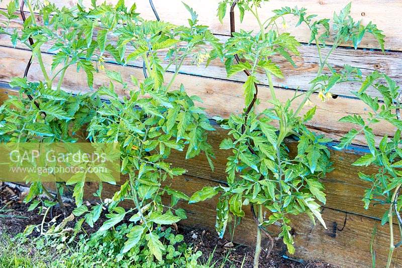 Plants de tomate cultivés en spirale prend en charge près d'une clôture en bois