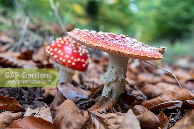 Amanita muscaria - Fly Agaric - crapauds sur sol forestier