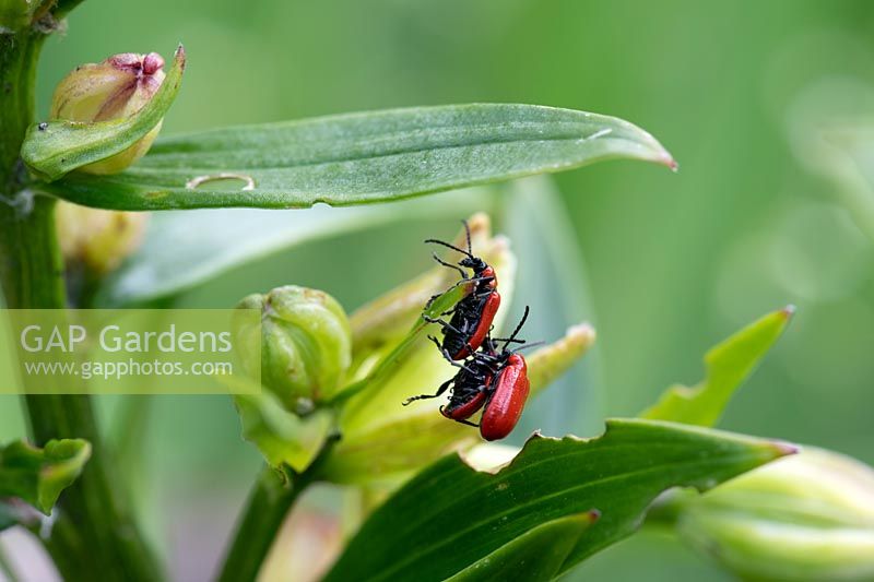 Lilioceris lilii - Lily Beetle - l'accouplement sur une feuille
