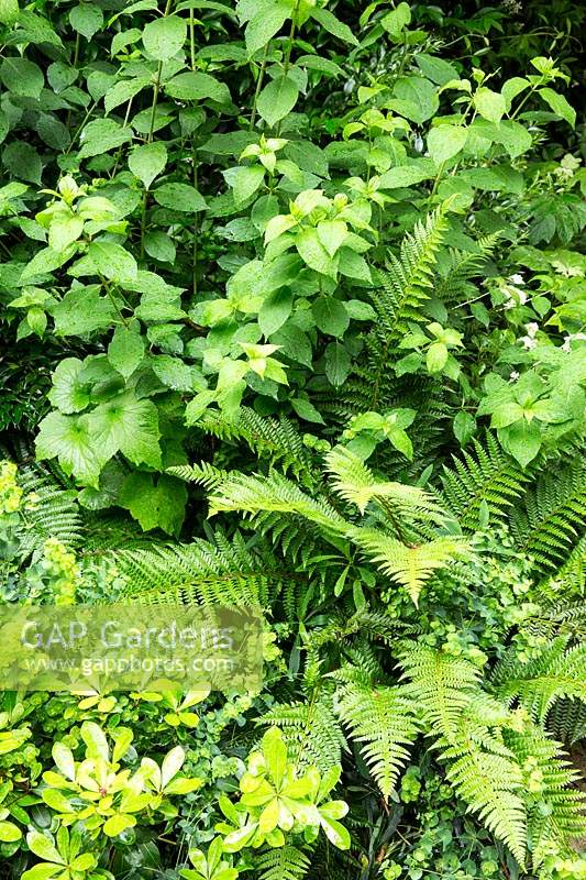 Regardant vers le bas sur le parterre de feuillage avec des arbustes et Polystichum polyblepharum - Fougère gland