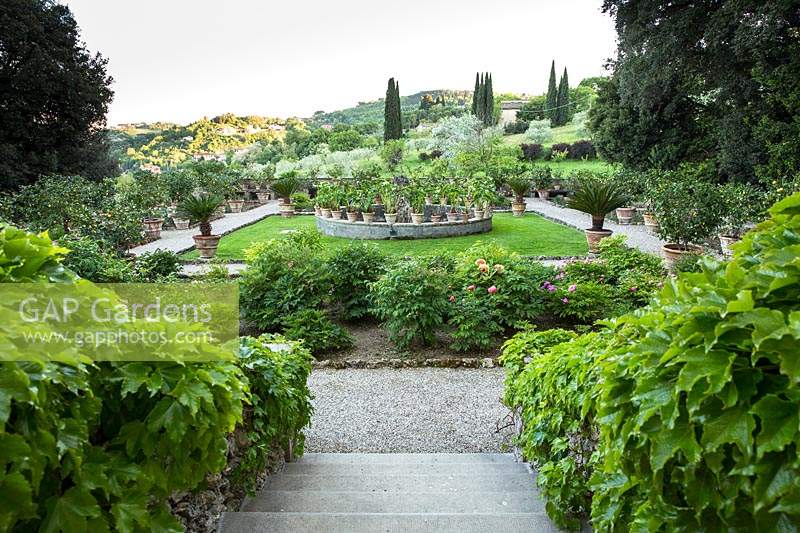 Voir les marches d'un jardin à la française avec une pelouse centrale avec un cercle de plantes en pot, un chemin avec des plantes en pot et un parterre de Rosa - Rose - buissons et Paeonia - pivoine