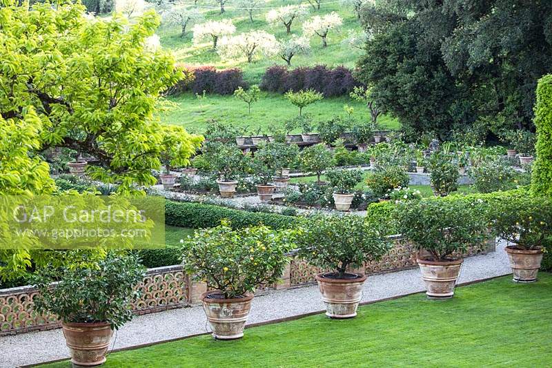 Vue sur une rangée d'agrumes - citron - arbres en pots à un jardin à la française et un verger au-delà