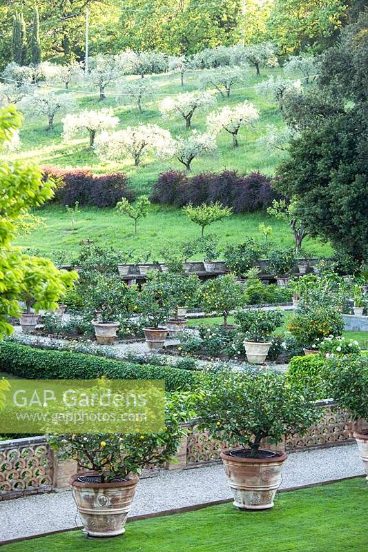 Vue sur agrumes - citron - arbres en pots à un jardin à la française et un verger sur une pente au-delà