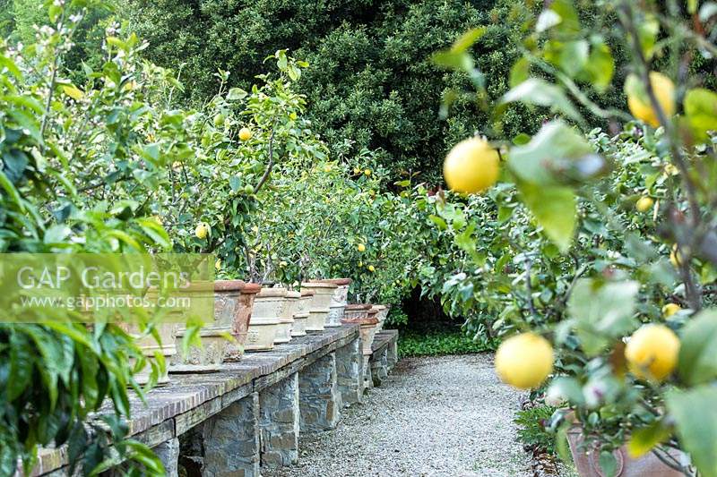 Rangée d'agrumes - Citron - arbres en pots sur une terrasse en pierre surélevée