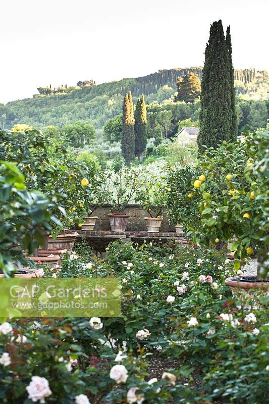 Un jardin à la française bordé d'agrumes - citron - arbres en pots et avec des parterres de Rosa - Rose - et Paeonia - pivoine, campagne au-delà