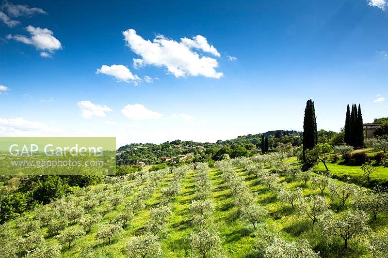 Un paysage typique de l'Ombrie avec Olea europaea - Olive - et Cupressus sempervirens - Cyprès - arbres