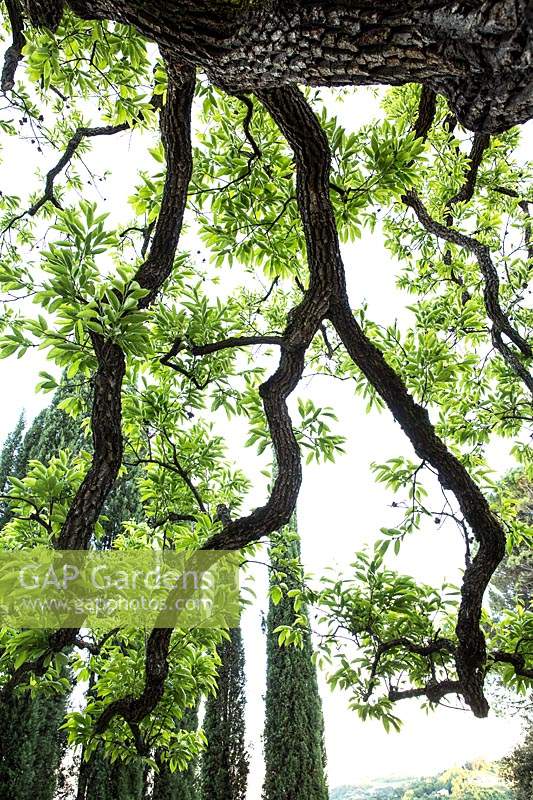 Un Diospyrosa - Persimmon - arbre, vue des branches de dessous un spécimen mature