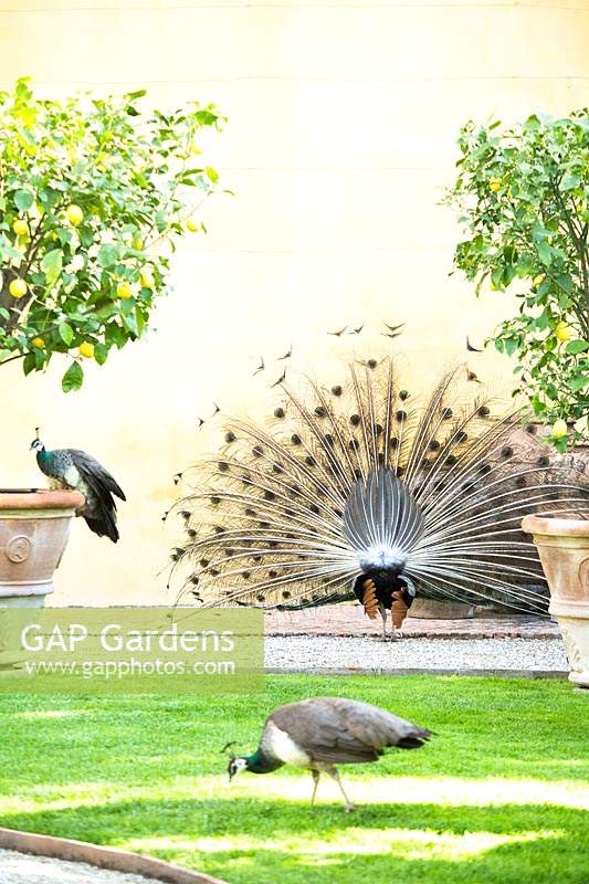Paons dans un jardin à la française, un sur la pelouse, d'autres sur un pot et un autre affichant des plumes vu de l'arrière