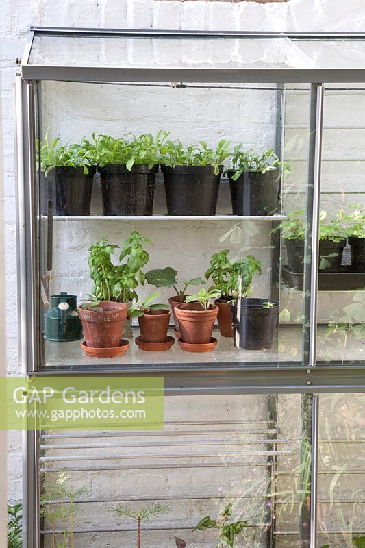 Serre en verre à l'extérieur contre un mur de briques peint en blanc, contient des herbes et des légumes dans des pots