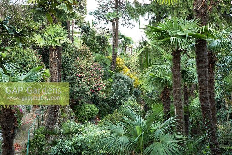 Woodland valley avec Trachycarpus fortunei - Chusan Palm - et Camellia et autres arbustes au-delà