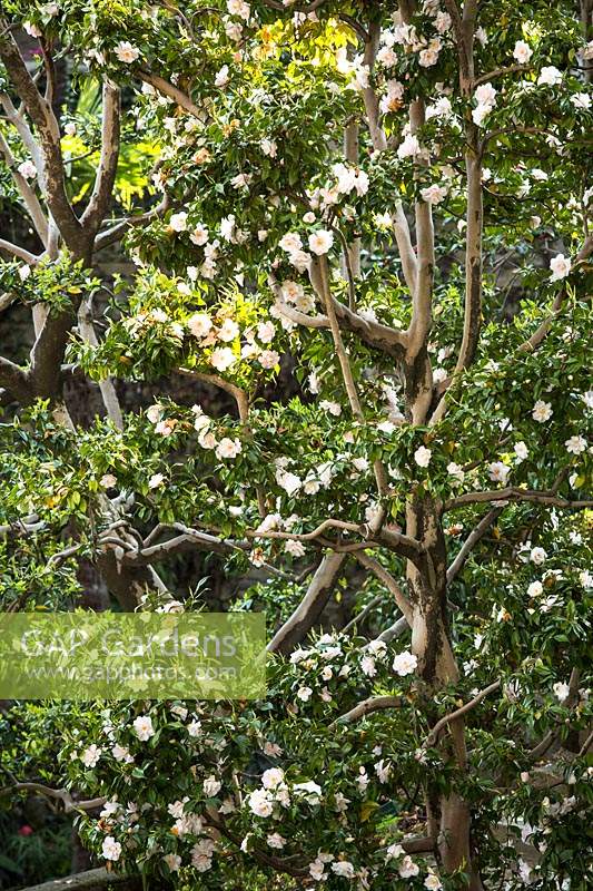 Camellia japonica 'Hagoromo', spécimen mature avec tronc intéressant