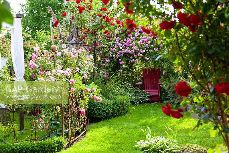 Coin de jardin romantique avec Rosa 'Ben Cant' et chaise rouge faite main